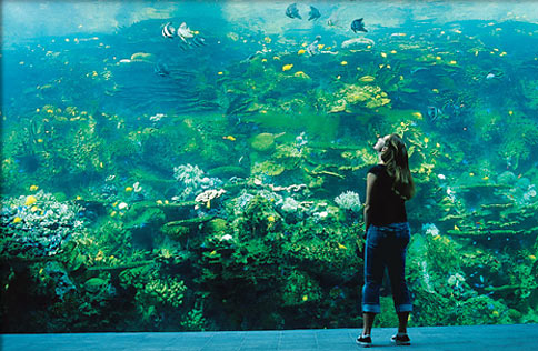 A visitor gets an up-close view of the Georgia Aquariums coral reef exhibit.